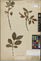 Foto von Salix glabra Scop.